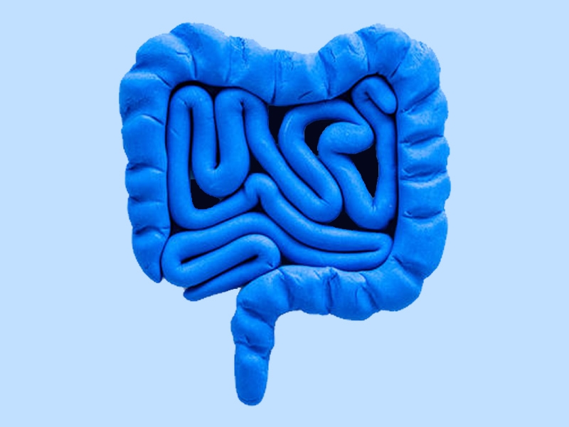illustration of human intestines