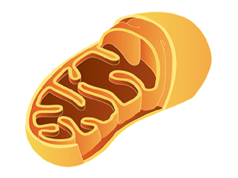 illustration of a mitochondria showing the long oval shape, the smooth outer membrane, and a cut-away area showing the inner membrane folded into layers called cristae