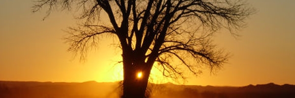golden sunrise behind tree