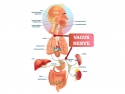 illustration of brain and vagus nerve connecting lungs, stomach, liver, intestines, spleen, and kidney