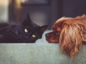 black cat and brown dog with shaggy ears almost nose to nose