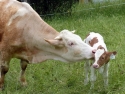 Brown and white adult cow nuzzling a small brown and white calf in grassy field