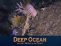 Purple sea creature and title: Deep Ocean