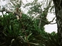 David Attenborough perched in a tree in the jungle