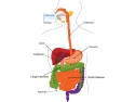 Illustration of digestive system from mouth to end of large intestine