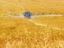 Farm field of golden grain being sprayed by tractor