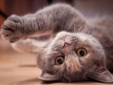 gray cat on floor looking up with head upside down