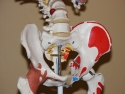 model of lower spine, pelvic, and hip bones