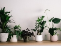 Five pots with different green house plants on a countertop