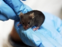 brown lab mouse being held by person wearing blue gloves