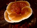 large round mushroom with dark brown center, shades of lighter brown rings, and white edge