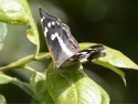 black butterfly with white markings perched on green leaf on branch