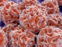 close up image of stem cells