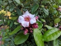Strophanthus gratus: pink 5-petal blossom with buds and green oblong leaves