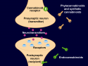 illustration showing neurotransmitters and receptors