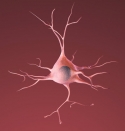 A healthy neuron