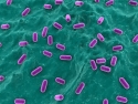 3d rendered close-up of isolated lactobacillus